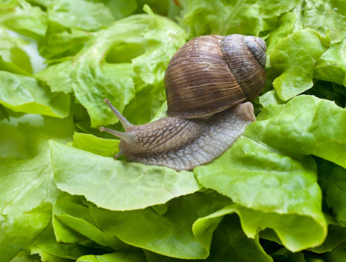 helix pomatia, burgundy snail