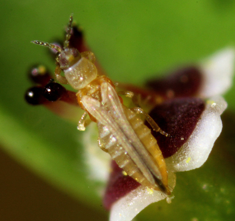 thrips on a rattlesnake sandmat probably frankliniella occidentalis