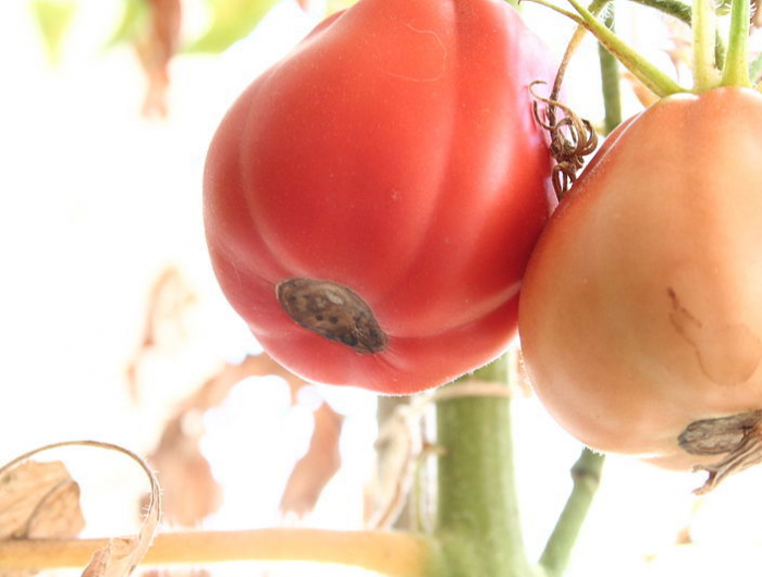 tomate bluetenendfaeule an 2 tomaten pilzenkrankheit