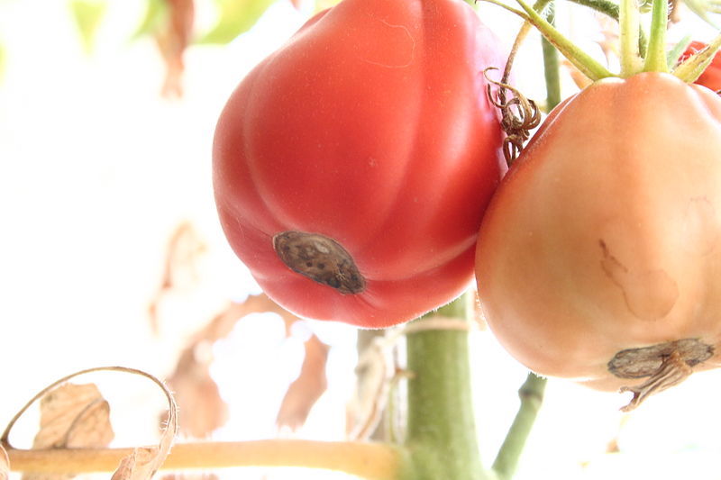 tomate bluetenendfaeule an 2 tomaten pilzenkrankheit