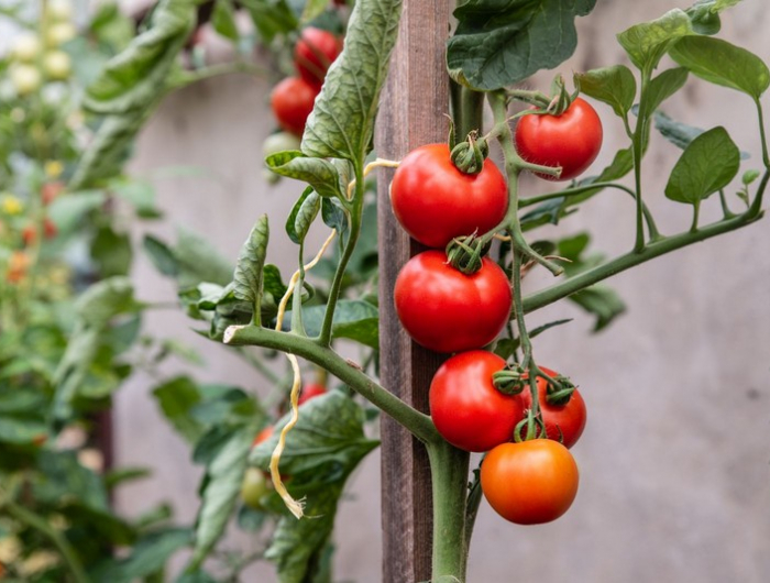 ab wann tomaten anbinden welche schnur zum tomaten anbinden rote tomaten im garten