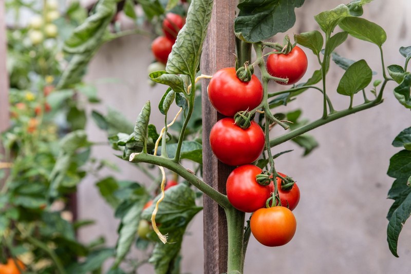ab wann tomaten anbinden welche schnur zum tomaten anbinden rote tomaten im garten