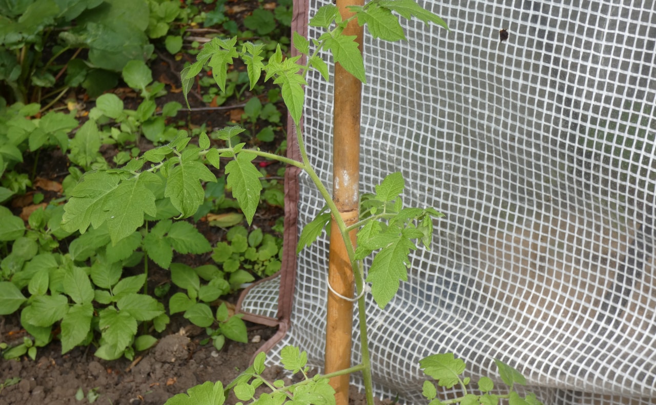 balkon tomaten anbinden wie tomaten an rankgeschirr tomaten binden