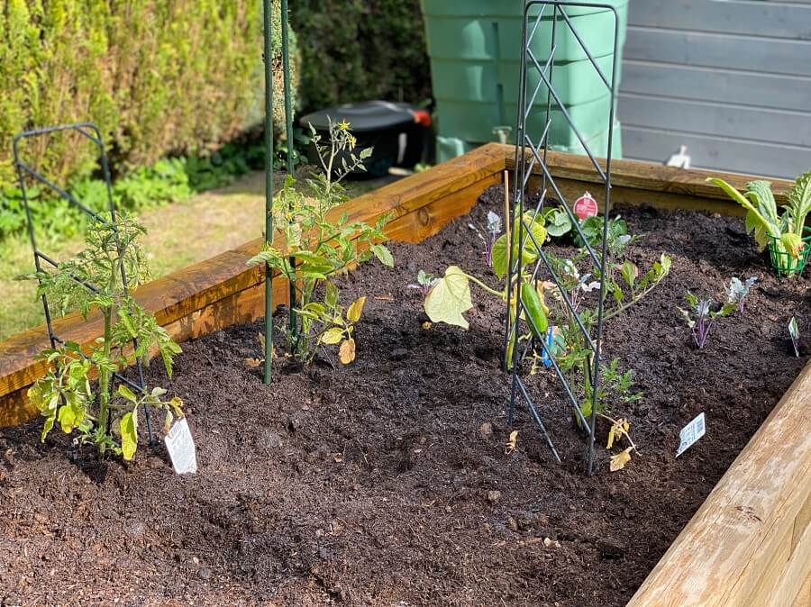 balkon tomaten anbinden wie tomaten an rankhilfe befestigen kletterpflanzen in holzbeet