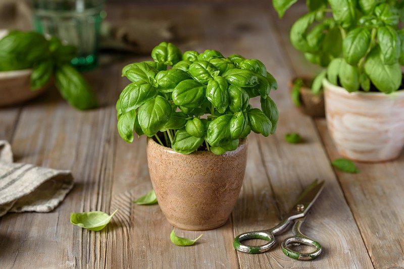 fresh organic basil in a pot on a wooden table. home grown basil