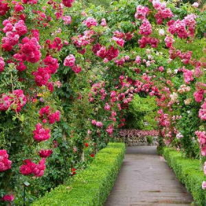 beetrosen und schattenrosen ein schoener garten mit rosen