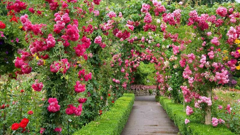 beetrosen und schattenrosen ein schoener garten mit rosen