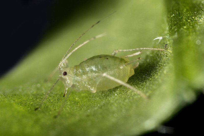 blattläuse auf einem blatt milch und wasser