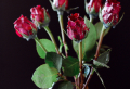 Basteln Sie wunderbare Dekoration aus konservierten Rosen mit diesen Hacks!