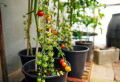 Tomaten anbinden: 5 praktische Tricks, um frische Tomaten zu wachsen und naschen