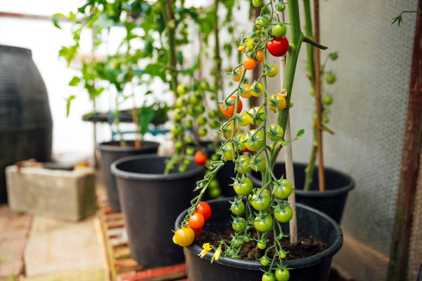 cherry tomaten anbinden tomaten anbinden im topf schwarze blumentoepfe mit holzstäbe