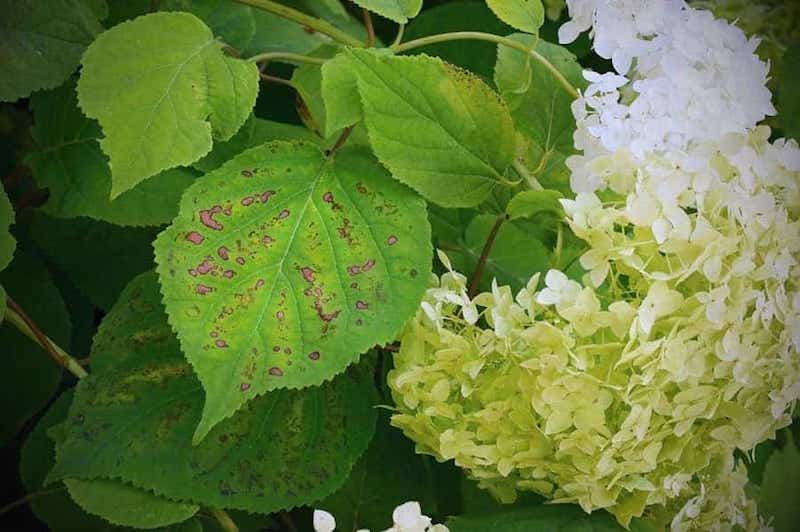 chlorose an der hortensie düngung