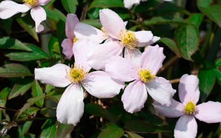 clematis vermehren welche ist die einfachste technik