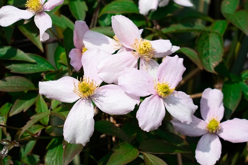 clematis vermehren welche ist die einfachste technik