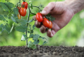 Gelbe Blätter an Tomaten: Was sollten Sie tun und wie können Sie es verhindern?