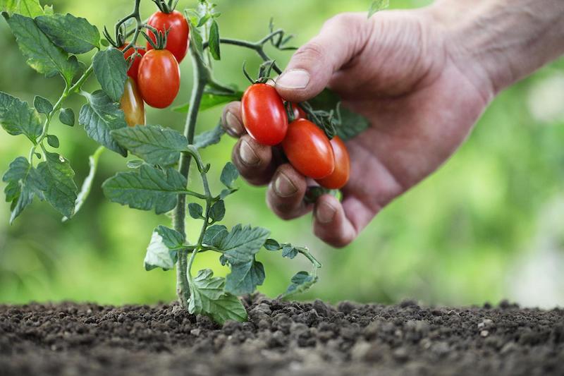 die tomatenbleatter werden gelb warum und was muessen sie machen