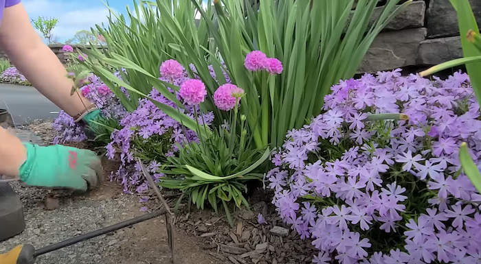 pflanzen die den ganzen sommer blühen