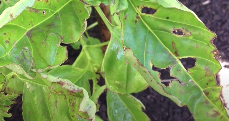 eas bewirkt knoblauch bei blattlaeusen im garten