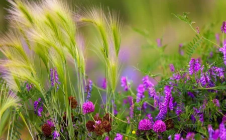 garten ideen erfahren sie welche pflanzen zu pampasgras passen