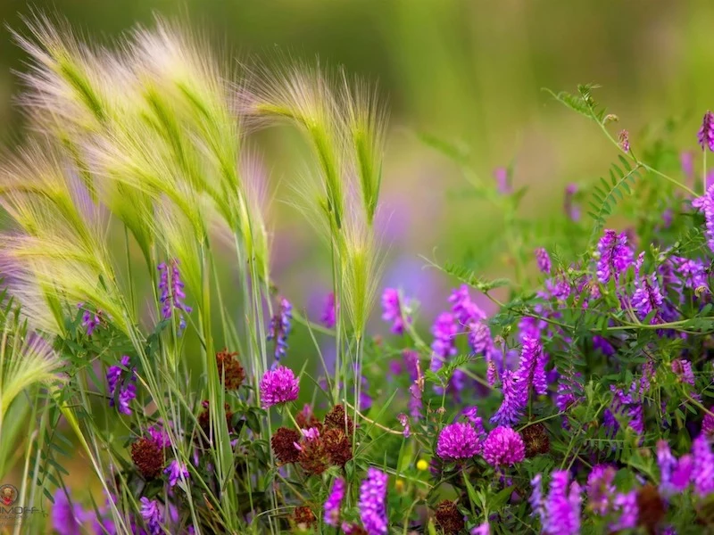 garten ideen erfahren sie welche pflanzen zu pampasgras passen