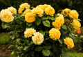 Gartenprofis verraten: Rose in Kartoffel stecken und ziehen. Ja, so können Sie Rosen vermehren!