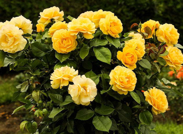 free image/jpeg resolution: 4832x3096, file size: 2.2mb, rosebush with lush yellow flowers