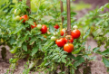 Tomaten gießen: Expertentipps auch für Hobbygärtner/innen