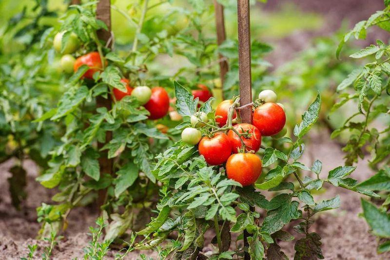 gesunde tomaten im garten die richtige bewässerung und pflege