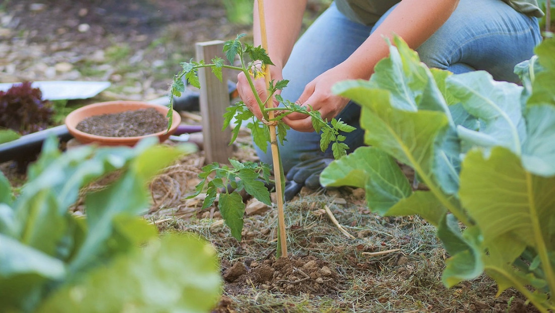 gewaechshaus tomaten anbinden was vertraegt sich nicht mit tomatenpflanzen mann bindet tomaten an rankhilfe mit schnur an