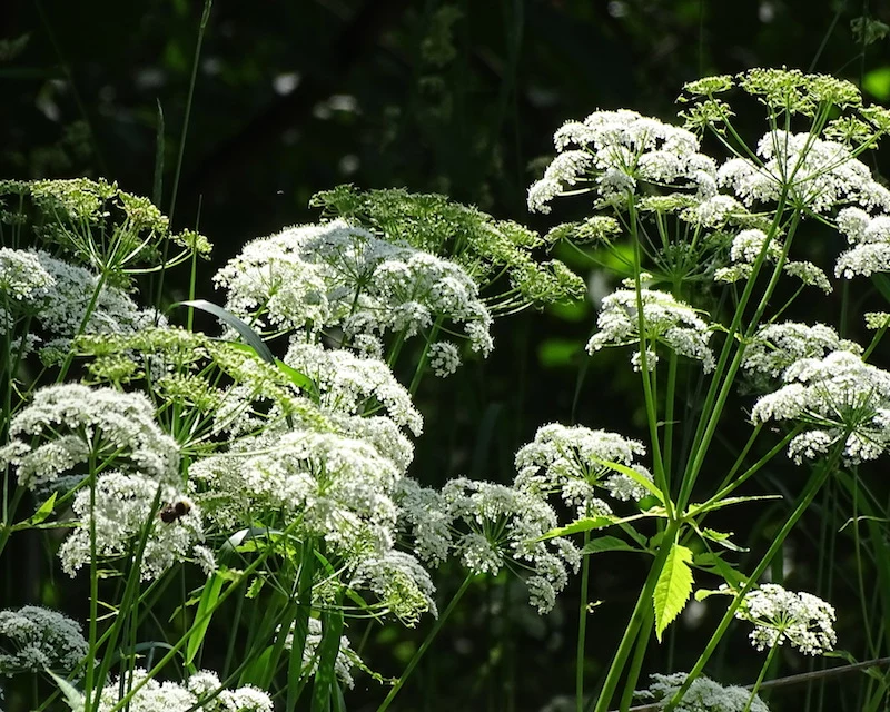 giersch entfernen unkraut im garten