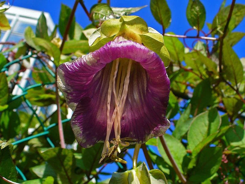 glockenrebe mehrjährig rot und violett im garten