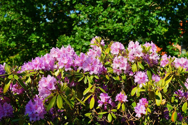 grossen rhododendron umfplanzen strauch mit rosa bluehten