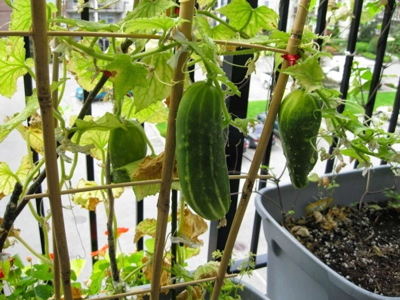 gurken im topf balkongarten