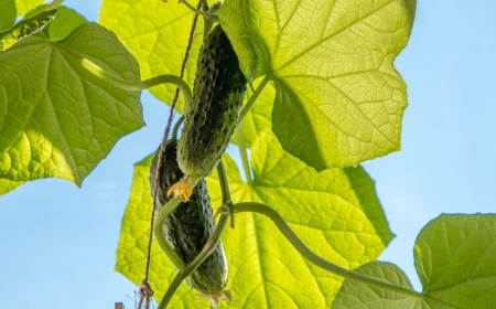 gurkenblaetter werden gelb gurkenpflanze mit zwei gurken und grossen blaettern