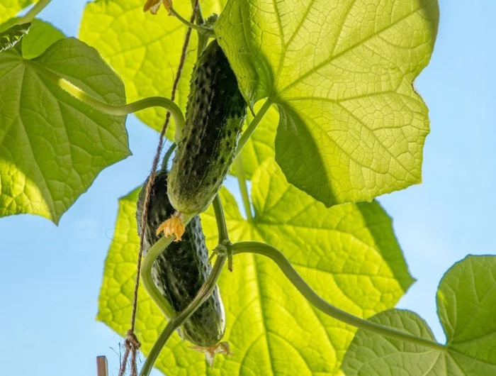 gurkenblaetter werden gelb gurkenpflanze mit zwei gurken und grossen blaettern