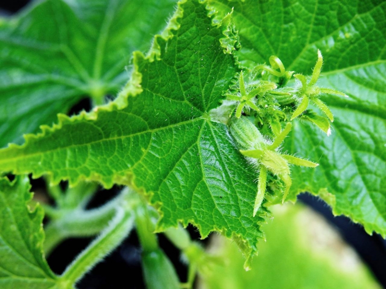 5 Gründe, warum Gurkenblätter gelb werden und wie Sie das Problem beheben