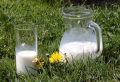 Wunderwaffe Milch – nie wieder Blattläuse im Garten!