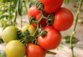 Tricks für eine reiche Tomatenernte: Pflegetipps für Tomaten 2022
