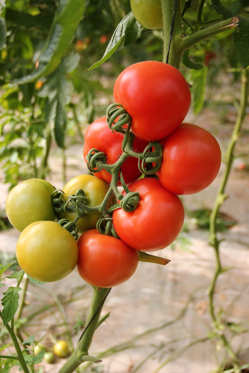 hier sind die bestem pflegetipps fuer tomaten 2022