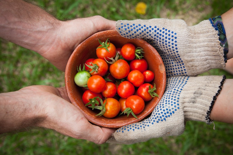 hier sind die besten tipps fuer mehr tomaten ernte fuer 2022