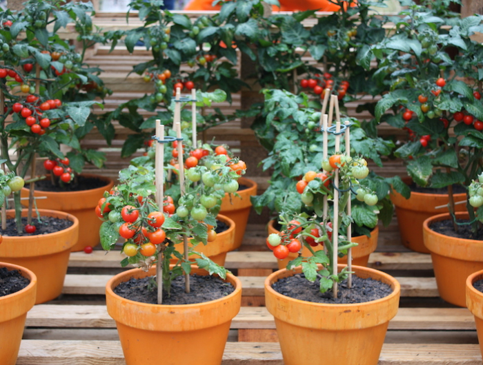 hier sind die wichtigsten tomaten tipps fuer juni