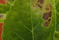 Gelbe Blätter an Hortensien sind ein Indikator. Wofür und wie rettet man die Zierstaude?