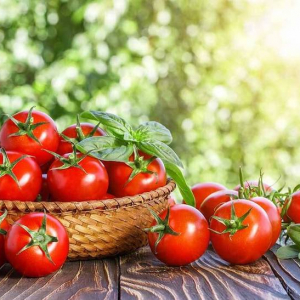 info und tipps vom profi wie koennen sie tomaten duengen