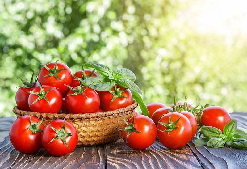 info und tipps vom profi wie koennen sie tomaten duengen