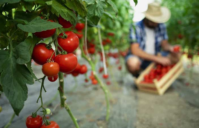 juni optimale tomatenpflege was muessen sie wissen