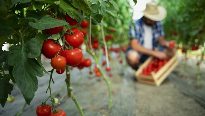 juni optimale tomatenpflege was muessen sie wissen