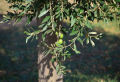 Olivenbaum bekommt gelbe Blätter und braune Flecken: Wie kann ich meinen Olivenbaum retten?