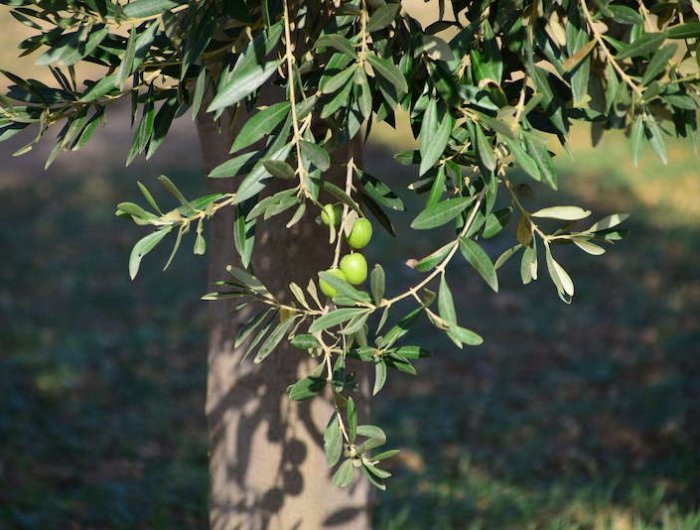 kann man erfrorener olivenbaum retten wenn der olivenbaum gelbe blaetter bekommt grosser olivenbaum mit reifen oliven