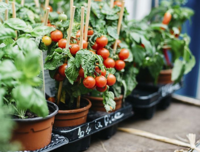 kann man tomaten auch noch im juni pflanzen