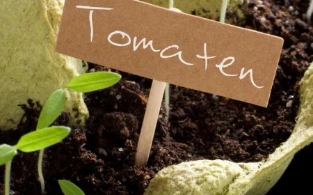 kann man tomaten stuetzen tomaten anbinden tomaten anzucht eierkarton